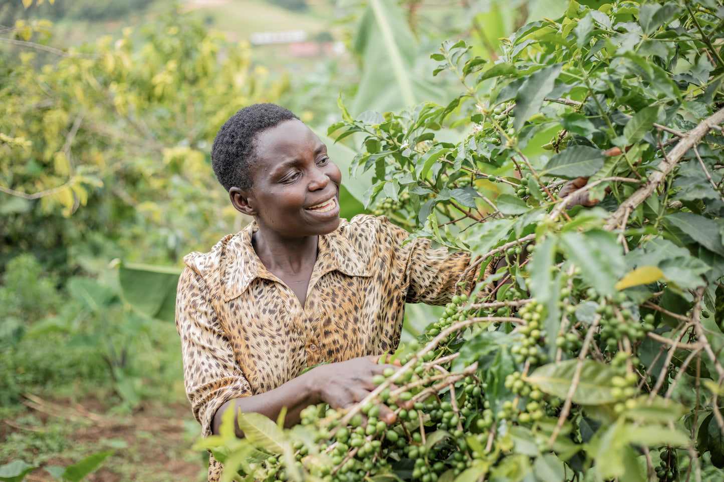 Uganda African Moon, Natural - Filter