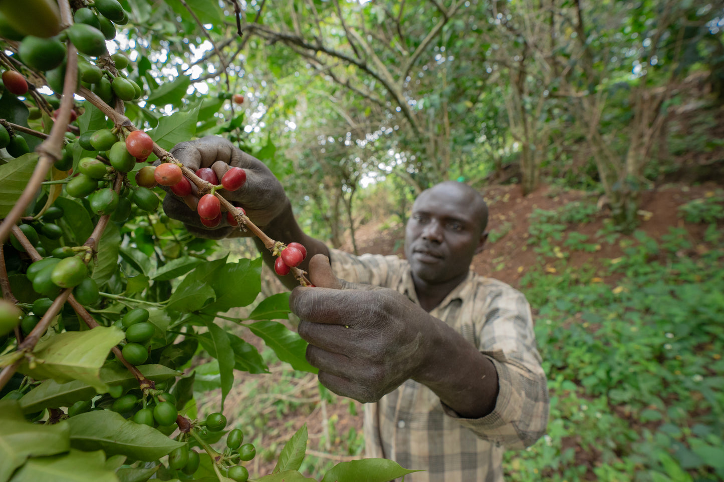 Uganda African Moon, Natural - Filter