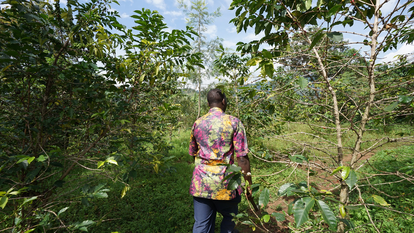 Uganda African Moon, Natural - Filter
